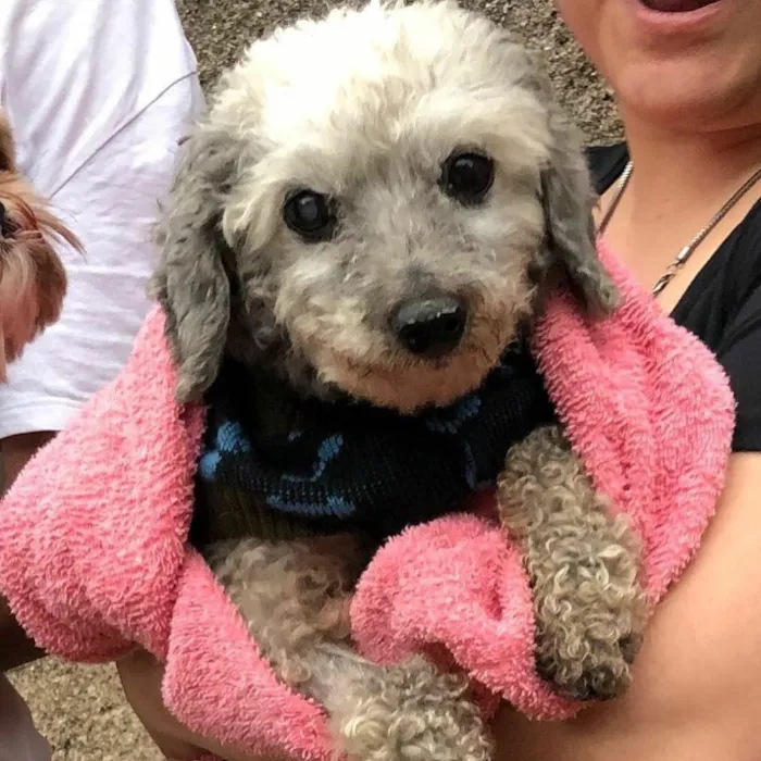 Cachorro ra a Poodle idade  nome Victorio