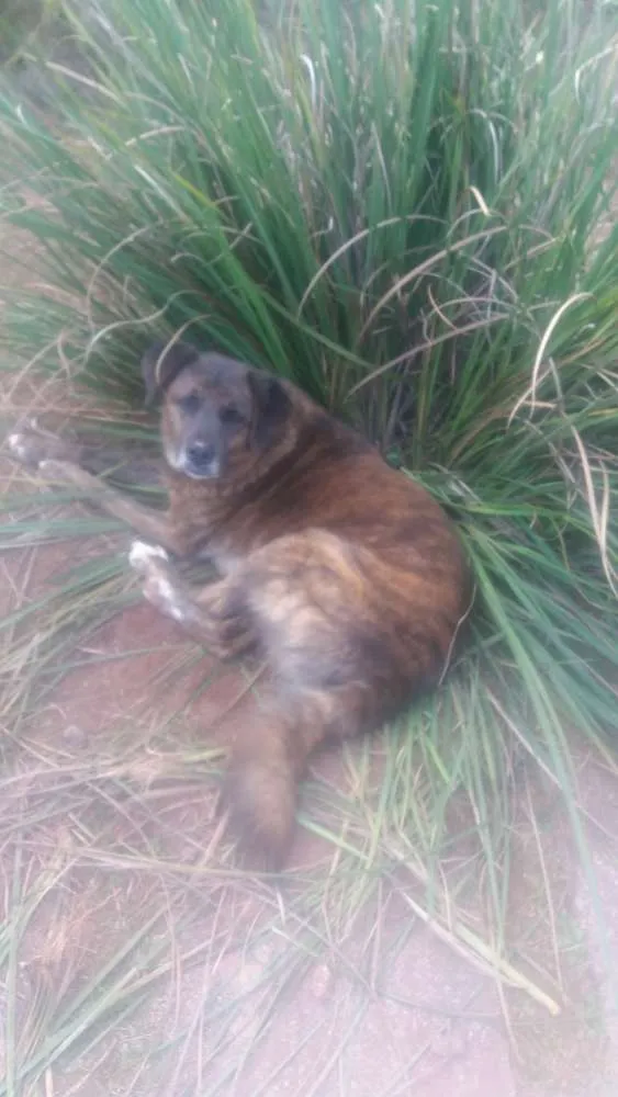 Cachorro ra a Vira latas idade 6 ou mais anos nome Preta e Raul 