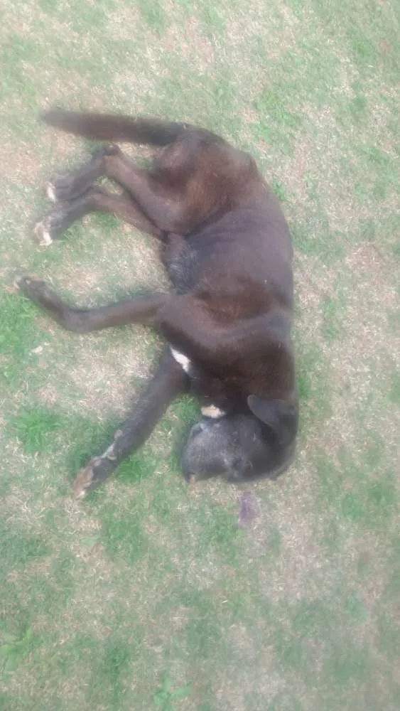 Cachorro ra a Vira latas idade 6 ou mais anos nome Preta e Raul 
