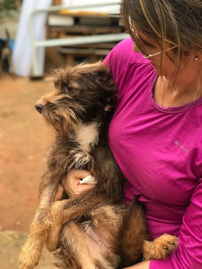 Cachorro ra a SRD idade  nome Capuccino