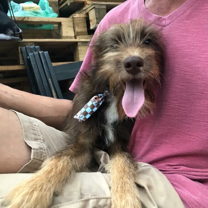 Cachorro ra a SRD idade  nome Capuccino