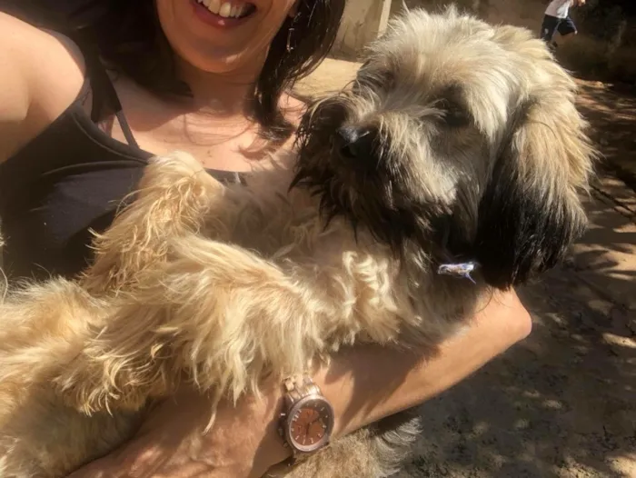 Cachorro ra a SRD idade  nome Guto
