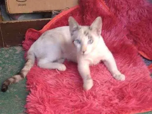 Gato ra a Sem raça específica idade 2 a 6 meses nome Luna