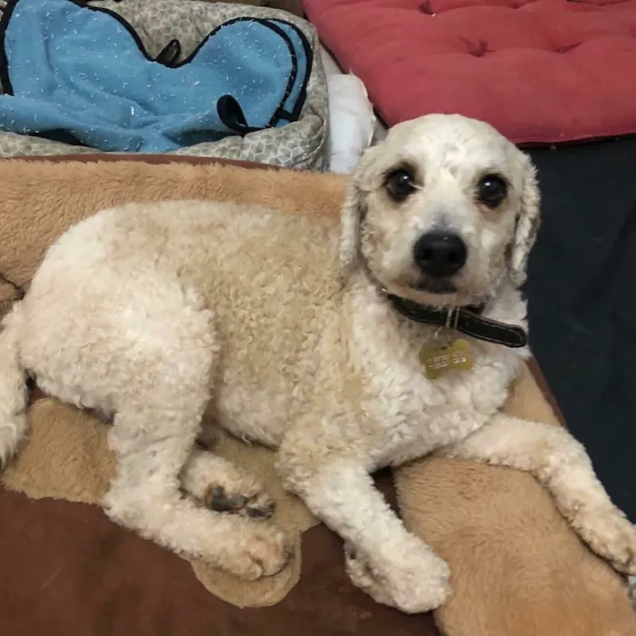 Cachorro ra a Poodle idade  nome Bob Marley