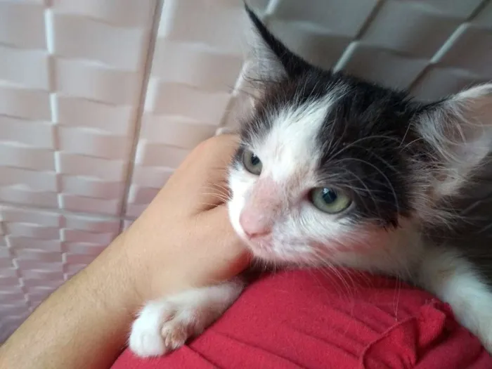 Gato raça Srd idade 2 a 6 meses nome Mary Jane 