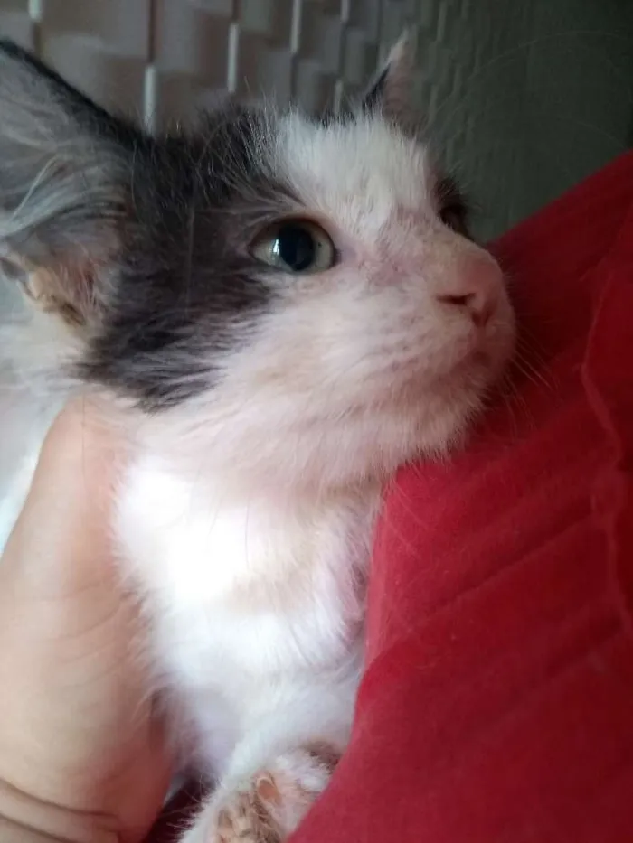 Gato raça Srd idade 2 a 6 meses nome Mary Jane 