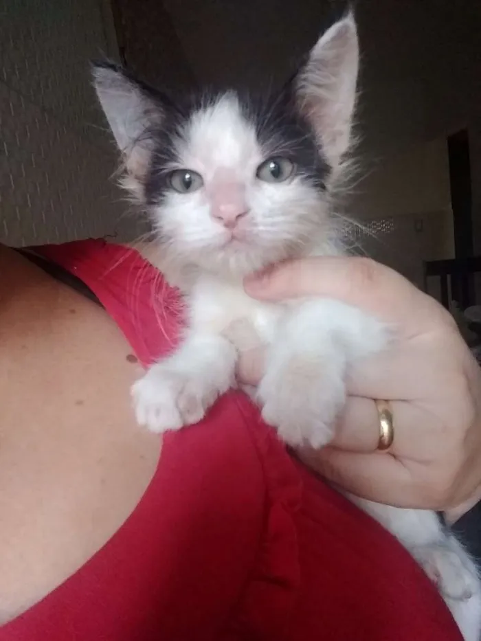 Gato raça Srd idade 2 a 6 meses nome Mary Jane 