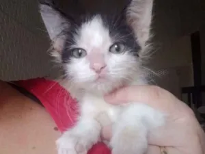 Gato raça Srd idade 2 a 6 meses nome Mary Jane 