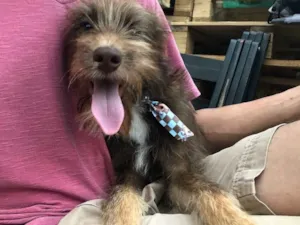 Cachorro raça SRD idade  nome Capuccino