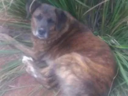 Cachorro ra a Vira latas idade 6 ou mais anos nome Preta e Raul 