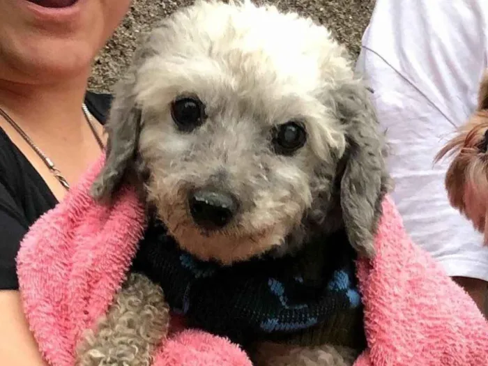 Cachorro ra a Poodle idade  nome Victorio