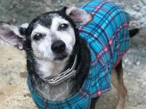 Cachorro raça SRD idade  nome Yuri