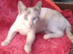 Gato raça Sem raça específica idade 2 a 6 meses nome Luna