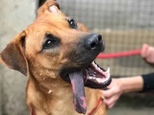 Cachorro raça SRD idade  nome Bella