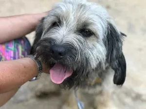 Cachorro raça SRD idade  nome Guto