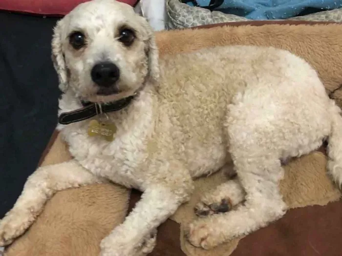 Cachorro ra a Poodle idade  nome Bob Marley