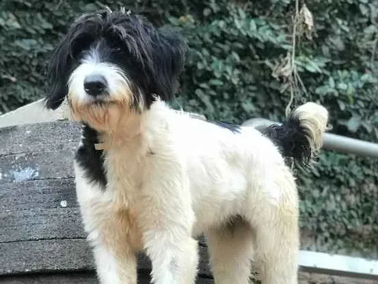 Cachorro ra a SRD idade  nome Bianca