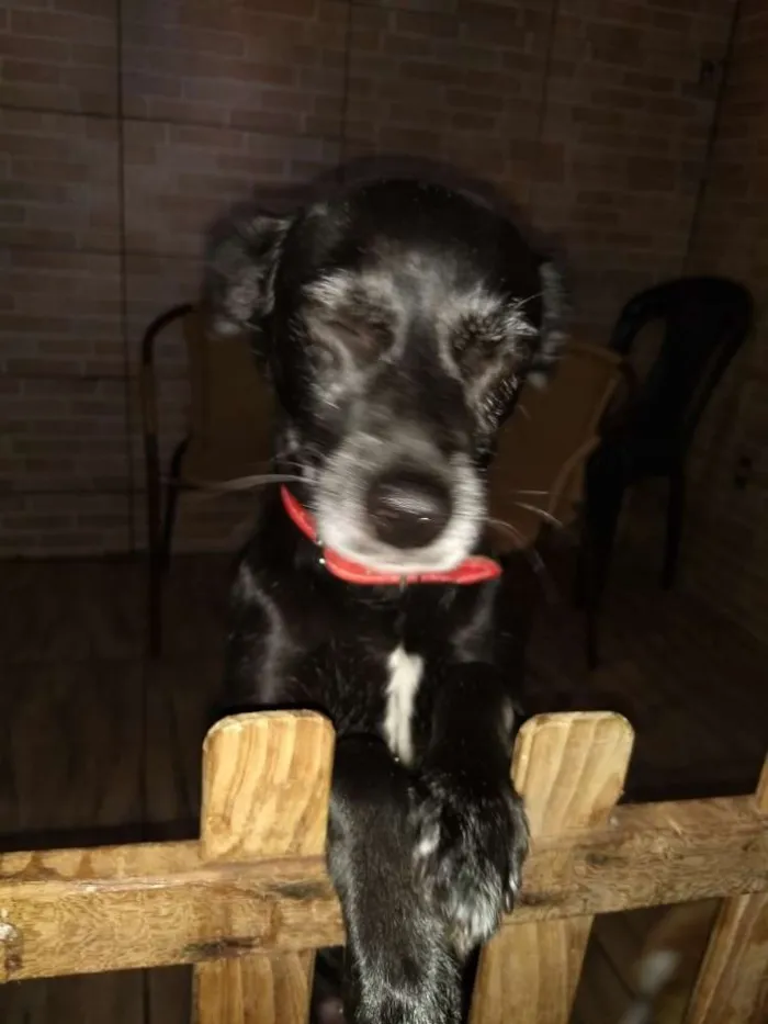 Cachorro ra a Não sei idade 6 ou mais anos nome Camila e lindinha