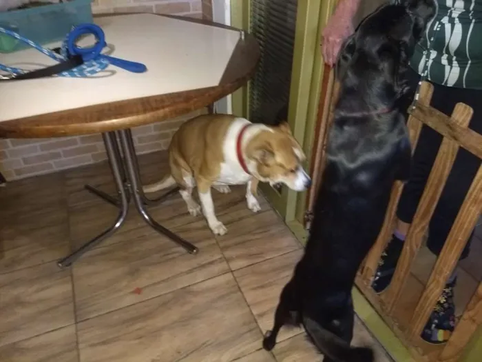 Cachorro ra a Não sei idade 6 ou mais anos nome Camila e lindinha
