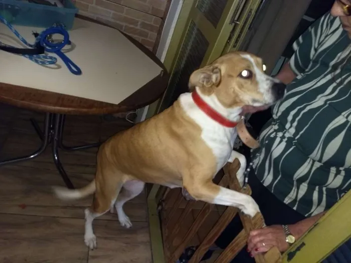 Cachorro ra a Não sei idade 6 ou mais anos nome Camila e lindinha