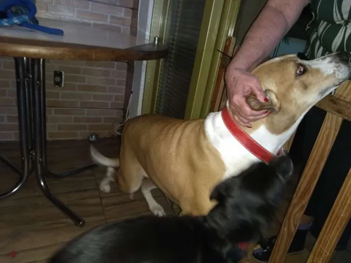 Cachorro ra a Não sei idade 6 ou mais anos nome Camila e lindinha