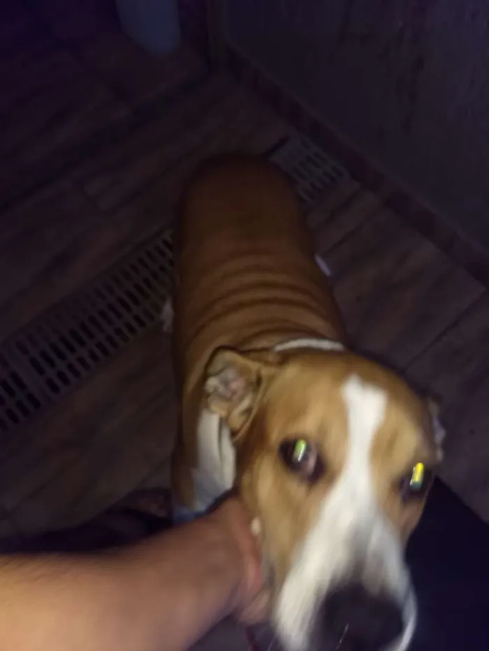 Cachorro ra a Não sei idade 6 ou mais anos nome Camila e lindinha