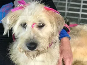 Cachorro raça SRD idade  nome Bellinha