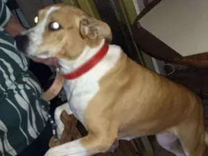 Cachorro raça Não sei idade 6 ou mais anos nome Camila e lindinha