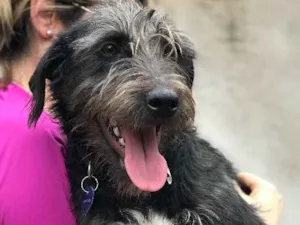 Cachorro raça SRD idade  nome Jack