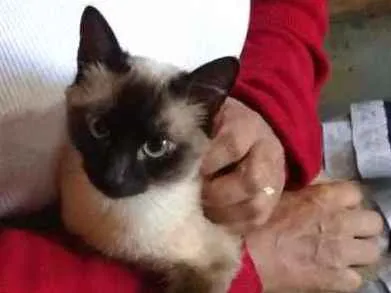 Gato ra a Siamês  idade 1 ano nome Linda