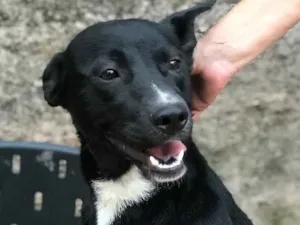 Cachorro raça SRD idade  nome Spike 