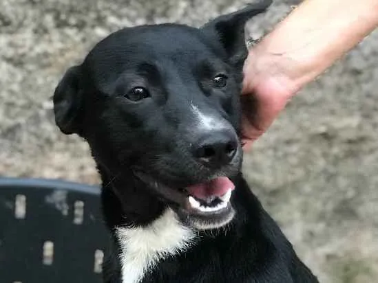 Cachorro ra a SRD idade  nome Spike 