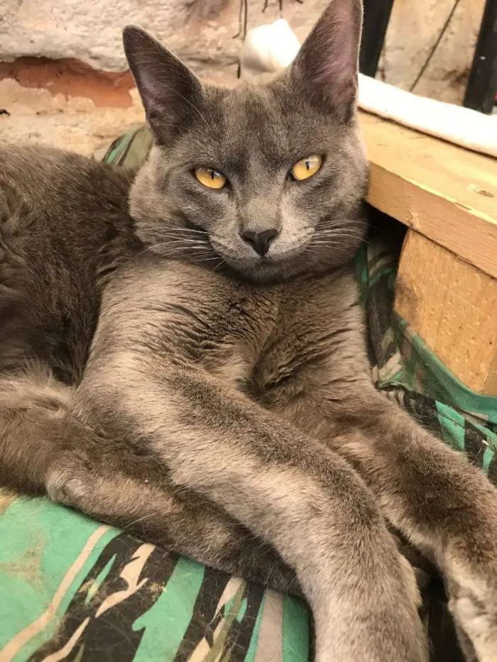 Gato ra a  idade 7 a 11 meses nome Gael