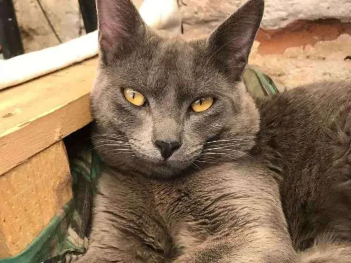 Gato ra a  idade 7 a 11 meses nome Gael
