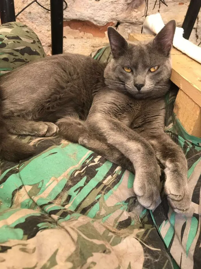 Gato ra a  idade 7 a 11 meses nome Gael