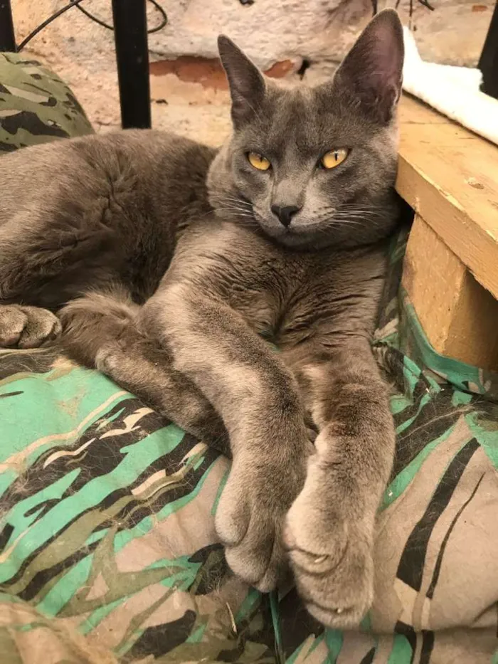 Gato ra a  idade 7 a 11 meses nome Gael