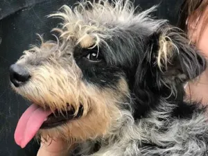 Cachorro raça SRD idade  nome Bob