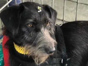 Cachorro raça SRD idade  nome Julia