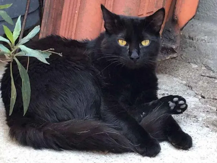 Gato ra a  idade 7 a 11 meses nome Radú