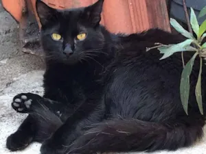 Gato raça  idade 7 a 11 meses nome Radú