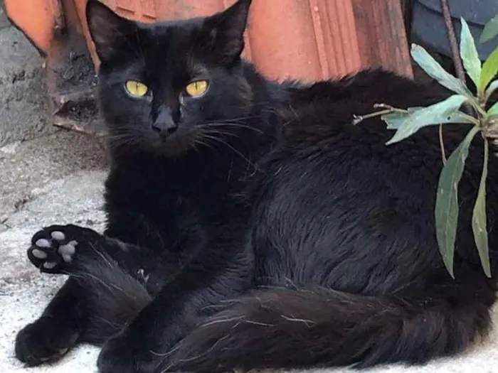 Gato ra a  idade 7 a 11 meses nome Radú