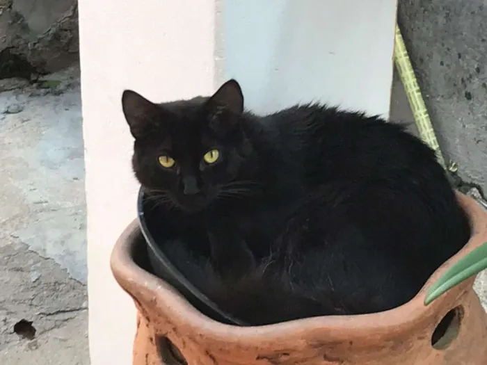 Gato ra a  idade 7 a 11 meses nome Radú