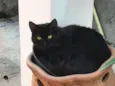 Radú