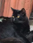 Radú