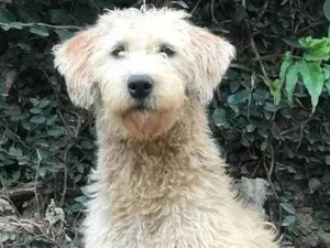 Cachorro raça SRD idade  nome Estrela