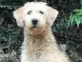 Estrela