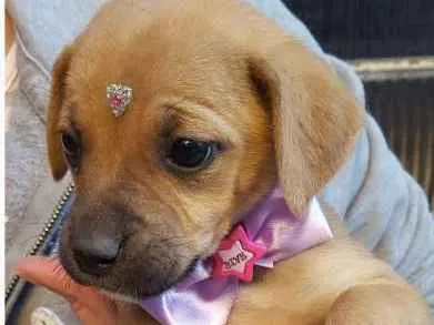 Cachorro ra a SRD idade Abaixo de 2 meses nome Pitulekos