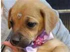 Cachorro raça SRD idade Abaixo de 2 meses nome Pitulekos