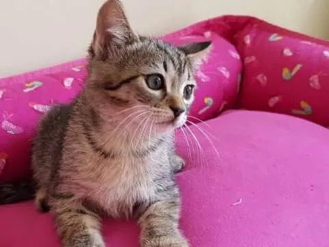 Gato ra a SRD idade 2 a 6 meses nome Zelda e Olívia