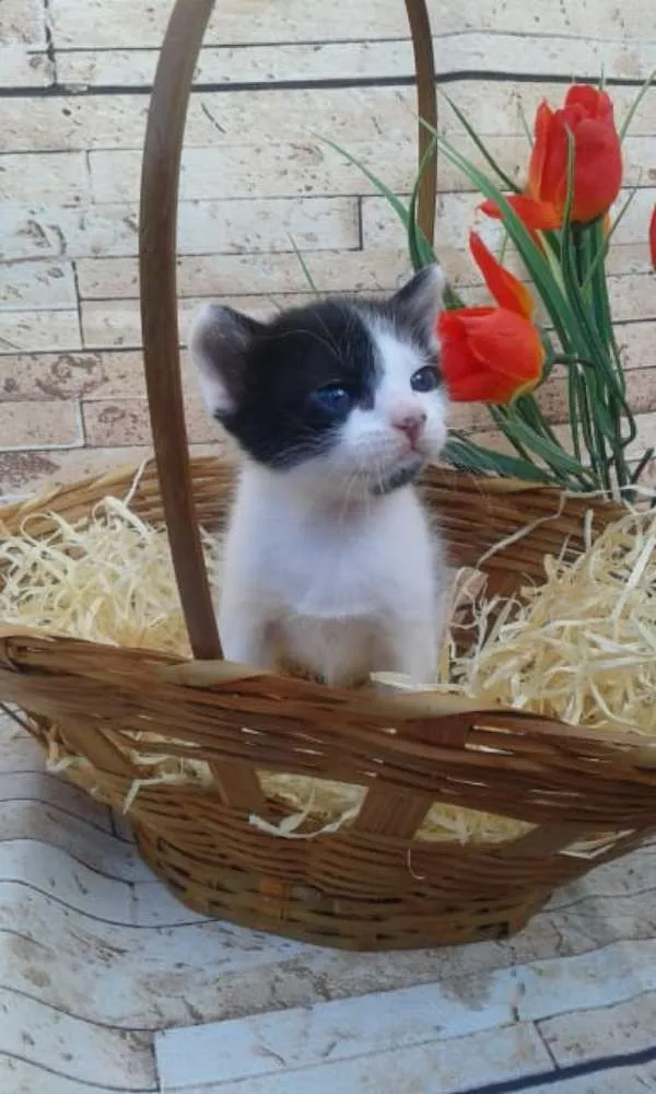 Gato ra a Não definida idade Abaixo de 2 meses nome Mimos